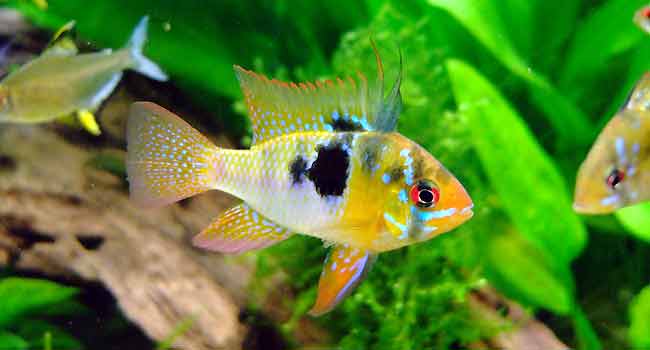 Tropical fish for sale – Aquarium Tips